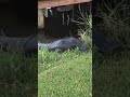 manatee comes ashore in florida to feast on grass