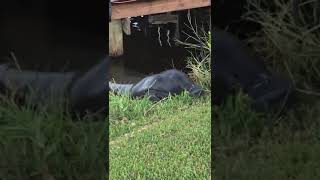 Manatee Comes Ashore in Florida to Feast on Grass