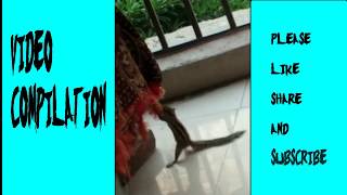 TRY NOT TO LAUGH CHALLENGE WATCHING THIS DRUNK SQUIRREL FUNNY VIDEO COMPILATION