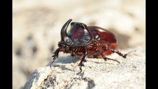 Nashornkäfer (Oryctes nasicornis)