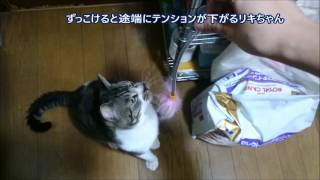 猫とねこじゃらしで遊ぶ☆熱くなりすぎてカンガルージャンプするリキちゃんだけどアクシデントにテンションダウン【リキちゃんねる　猫動画】Cat videos キジトラ猫との暮らし