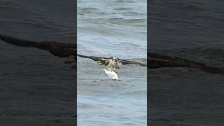 Amazing Osprey struggles getting out of the water with a huge fish. Can it wrestle its catch out?