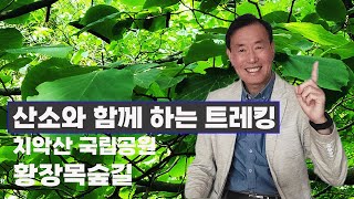 치악산국립공원 황장목숲길_산소와 함께하는 시간