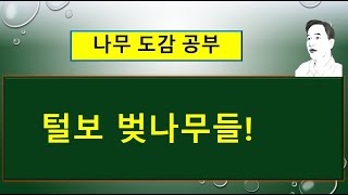 털벚나무 vs 잔털벚나무의 서로 다른 차이점