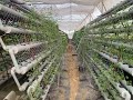 Aquafoundry ManagedFarm A - Cherri Tomato