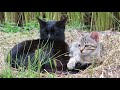 【野良猫親子】ふっかふか！干し草のベッドでくつろぐ野良猫親子　cat family