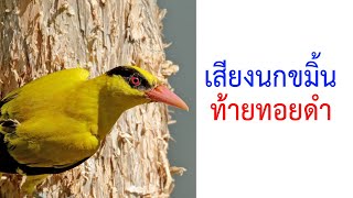 เสียงนกขมิ้นท้ายทอยดำ Black-naped Oriole (Oriolus chinensis) 2021