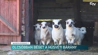 Olcsóbban béget a húsvéti bárány – Erdélyi Magyar Televízió