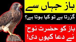 Baaz Jab Ghar K Upar se Guzre to Khabardar | Baaz aur Hazrat Nooh as Ka Waqia | Mehrban Ali eagle