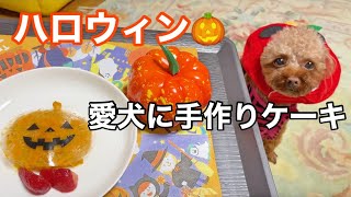 【ハロウィン】愛犬に手作りケーキを作りました🎃【トイプードルのサラ】