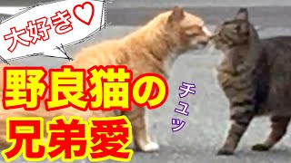 【野良猫 保護】野良猫を なでなで なつく　きーこちゃん登場　野良猫が幸せになるまでの動画＃27　Funny cats Stray cats Stroking a stray cat Kiko