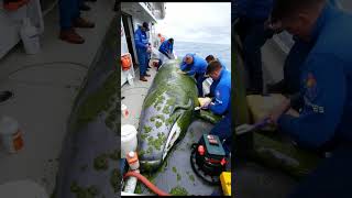 A rescue Waves team successfully saves a whale harmed by parasitic algae #shorts