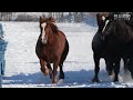 難産防止、妊娠馬が雪蹴散らす　北海道