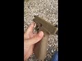 glock 19 x coyote 4.5mm co2 airgun umarex