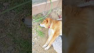 首をかいてあげたら気持ちよさそうな表情をする柴犬