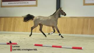 Larissa (Levi VDL x Irvington VDL)