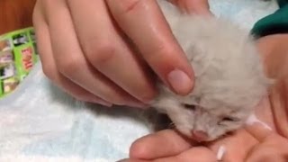 生後間もない3匹のかわいい子猫ちゃんがダンボール箱に捨てられていたので保護してあげた