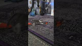 A throwback on HOW to play with your cat! #cats #catvideos