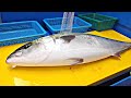 때깔좋은 자연산 중방어 6.5키로급 방어회뜨기 yellowtail sashimi