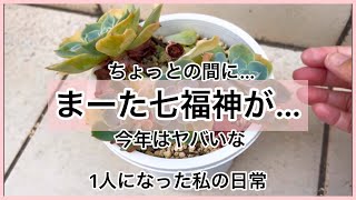 ［多肉植物］今年の夏は七福神がヤラれっぱなし…勘弁してよ…^_^1人になった私の戯言