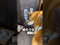 柴犬ボブ ライヴでも大暴れ 柴犬ロック