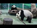 20220418 圓圓搶筍快狠準 圓寶三支都有分 午餐 giant panda yuan yuan u0026 yuan bao