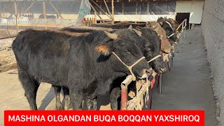 BOQMA BUQALAR GIGANT KABI KATTA BO’LADIGANLARI BOZORDAN ARZON NARXLARDA KELDI.