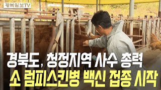 [영상] 경북도, 청정지역 사수 총력…소 럼피스킨병 백신 접종 시작