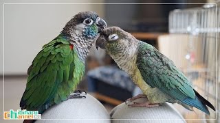 ウロコインコ：チビハル 【動画撮り比べ～G20＆5R】 Conure: Compare take a video camera ~G20\u00265R~