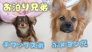 ポメヨン兄とチワックス弟のお泊り兄弟　🐶ひみつきちなう！#2🐶  (チワワ ミニチュアダックス ビションフリーゼ マルチーズ ポメラニアン フレンチブルドッグ) 2021年5月2日