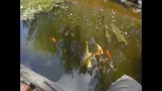 Duckweed and how we are using it in our ponds.  By Freedoms Garden