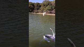 羽ばたく鳥のスローモーション