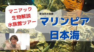 【水族館】マリンピア日本海，マニアック生き物解説ツアー！