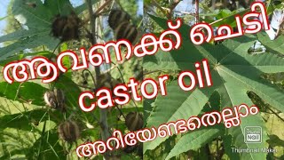 ആവണ്ണക്ക് അറിയേണ്ടത് എല്ലാം /castor oil plant /discription box ഇൽ വിശദമായി കൊടുത്തിട്ടുണ്ട്