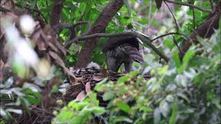 媽媽餵食兩隻雛鳥\\鳳頭蒼鷹\\2023.05.18