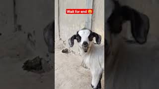 #shorts baby cute goat's funny moment #cute #animals #funny #trending #viral #love #goat #speed 🙏🏻