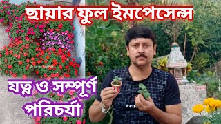 সম্পূর্ণ ছায়ায় হবে এমন ফুল ইমপেসেন্সের মাটি, সার, জল, রোদ, টবের সাইজ, পিনচিং My Garden Raju Paul