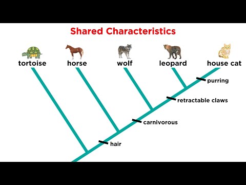 What is Phylogram and Cladogram?