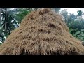 ಭತ್ತದ ಗದ್ದೆ ಕೊಯ್ಲು _ harvesting of paddy field.