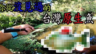 水中彩虹，台灣原生魚類中，竟有如此美麗的魚?  而且全台僅此有?   ｜小物釣  ｜毛鉤微物釣  ｜ 變異高體鰟鮍｜牛屎鯽  台灣原生魚類保育 #釣り   #タナゴ  #小物釣り