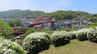 【4/25ツツジ開花情報】音戸の瀬戸公園　もうすぐ満開  バス停「音戸渡船口」からの山道について　#観光　#広島