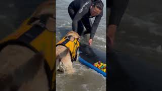 World Dog Surfing Championships Pacifica 08/05/2023