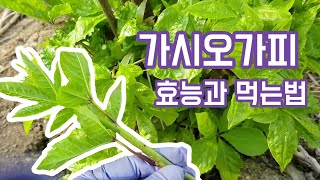 가시오가피(acanthopanax senticossus)의 효능과 먹는방법, 약초공부 같이해요~