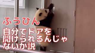 4/29速報 楓浜 自分でドアを開けられるんじゃないか説！お部屋に戻りたくてドアを開けようとする楓浜。からのコロン😁