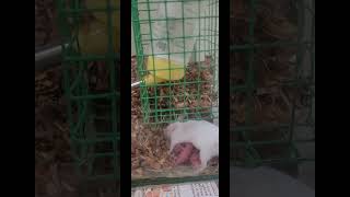 Mice Rat Babies In Breeding Setup #mice #rat #pets #rodents #whatsappstatus