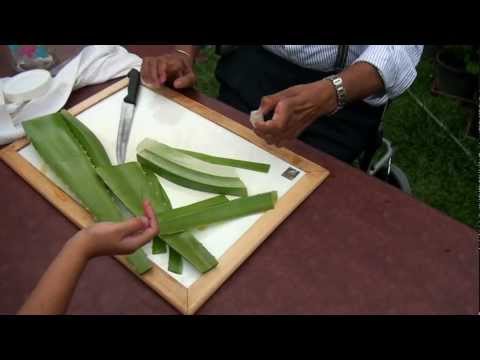 How to make Aloe Vera gel? How to make Aloe Vera gel?