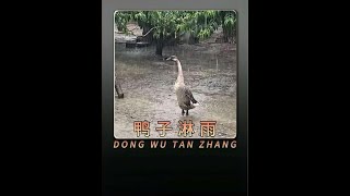 鴨子為何站著不動淋雨呢？難道真的是因為duck不避嗎#動物科普#奇妙動物#神奇動物在抖音#鴨子