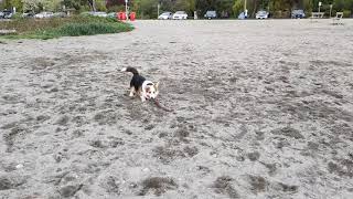 Echo shakes the stick on the beach because she thinks it's too dirty?