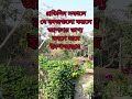 প্রতিদিন সকালে যে কাজগুলো করলে আপনার ভাগ্য বদলে যাবে ইনশাল্লাহ