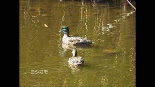 10月　鳥　　境川遊水地